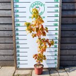 Ambrovník styraxový (Liquidambar styraciflua) ‘GOLDEN SUN’®- výška 80-100 cm, kont. C5L